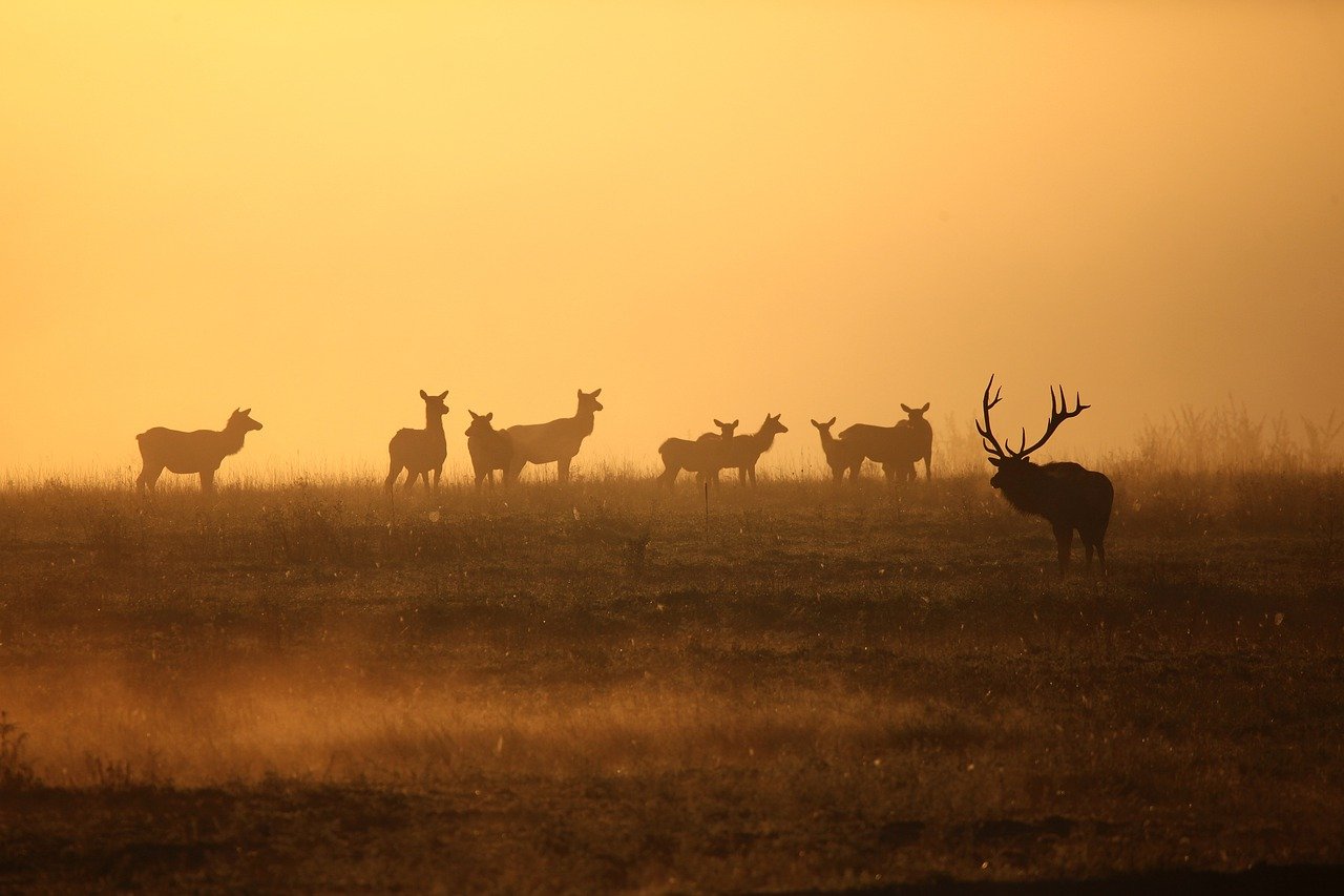 Locked Away - The Impact of Zoos on Biodiversity Conservation